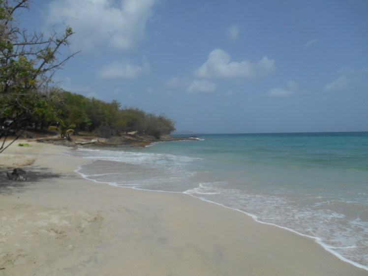 plage-de-fond-banane.jpg