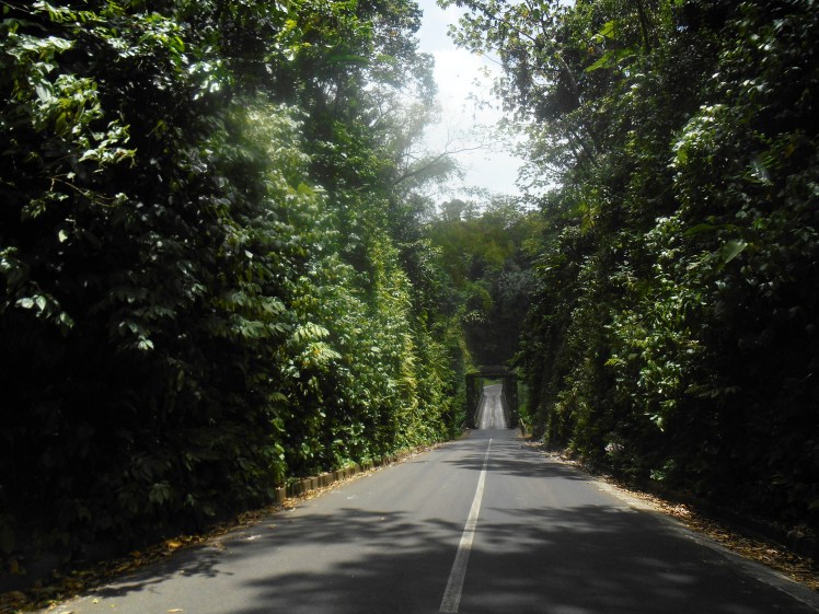 route-foret-tropicale-martinique.jpg