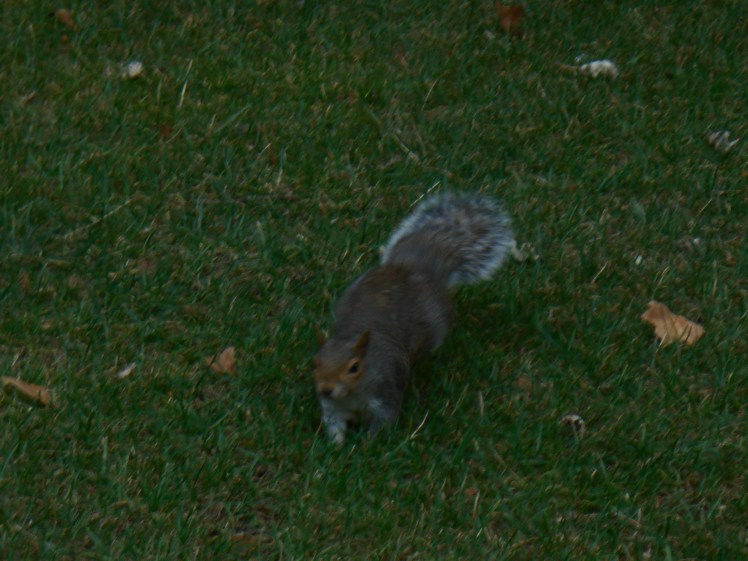 saint-james-park-squirrels.jpg