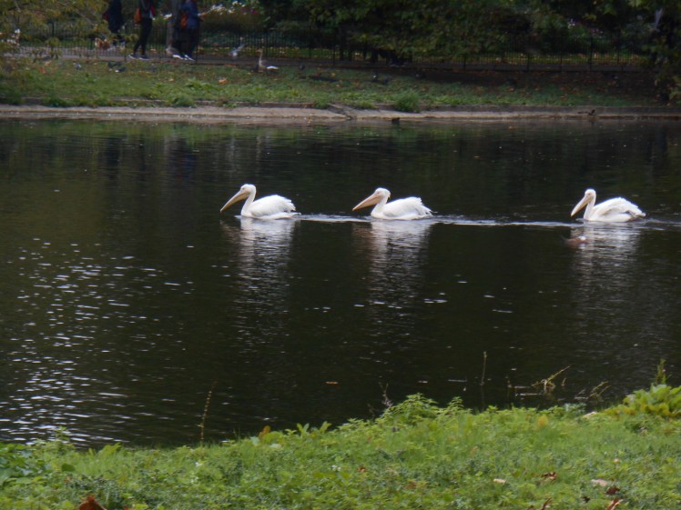 saint-james-park-pelicans.jpg