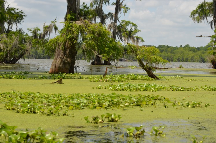 lake-martin-louisiane.jpg